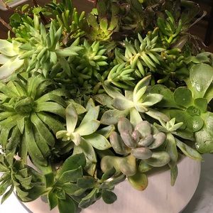 Meet your Posher, Maliyani